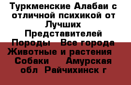 Туркменские Алабаи с отличной психикой от Лучших Представителей Породы - Все города Животные и растения » Собаки   . Амурская обл.,Райчихинск г.